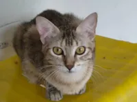 Gato raça Exótico idade 1 ano nome Jujubas