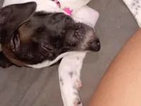 Cachorro raça SRD-ViraLata idade 2 a 6 meses nome pérola 