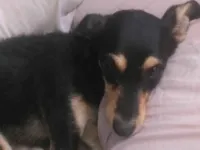 Cachorro raça SRD-ViraLata idade 1 ano nome Pandora 