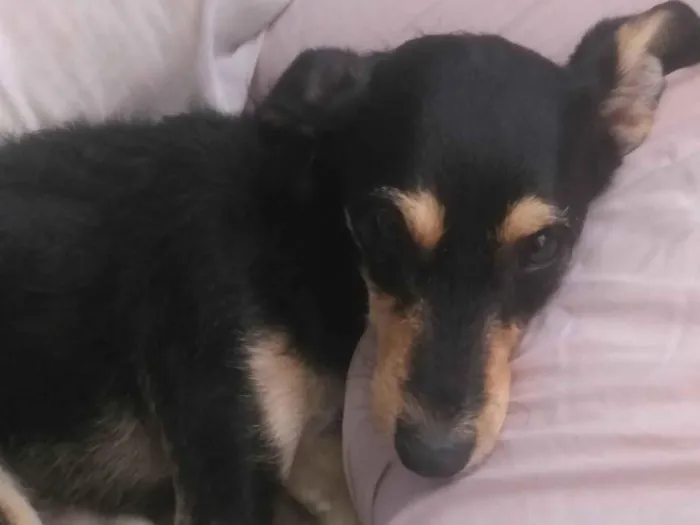 Cachorro raça SRD-ViraLata idade 1 ano nome Pandora 