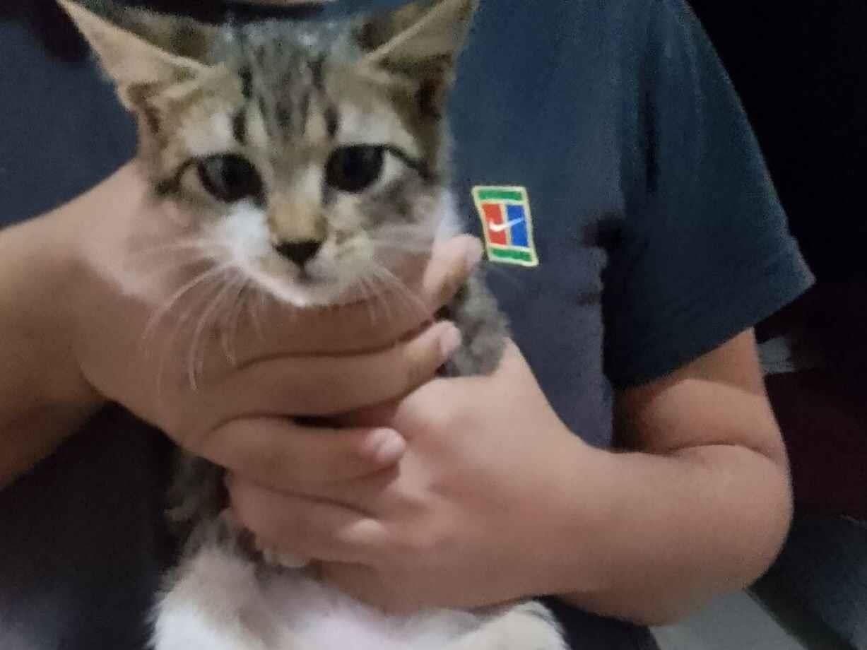Gato raça SRD-ViraLata idade 3 anos nome Sem nome
