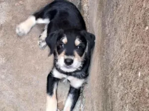 Cachorro raça Shnauzer idade 2 a 6 meses nome Grandão