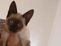 Gato raça Siamês idade 2 a 6 meses nome Mel