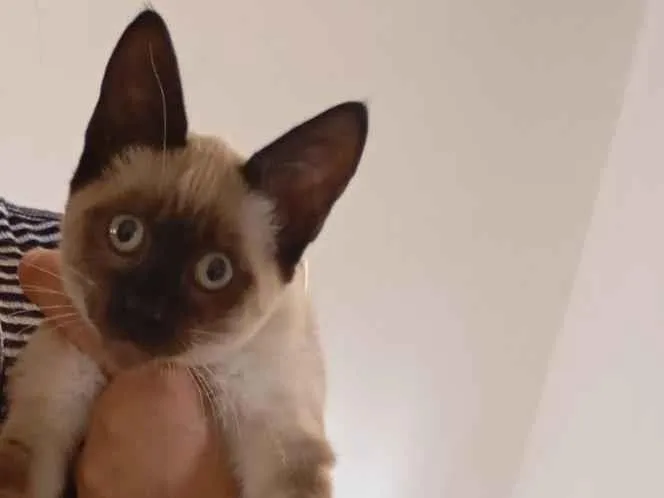 Gato raça Siamês idade 2 a 6 meses nome Mel