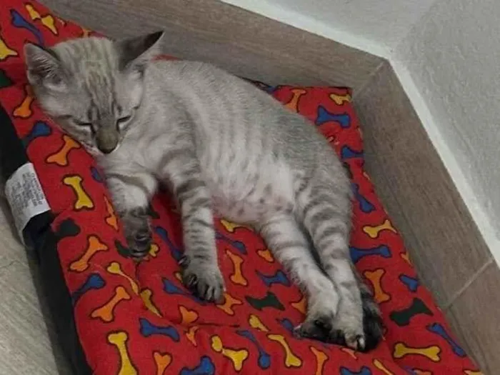 Gato raça SRD-ViraLata idade 2 a 6 meses nome Tony 