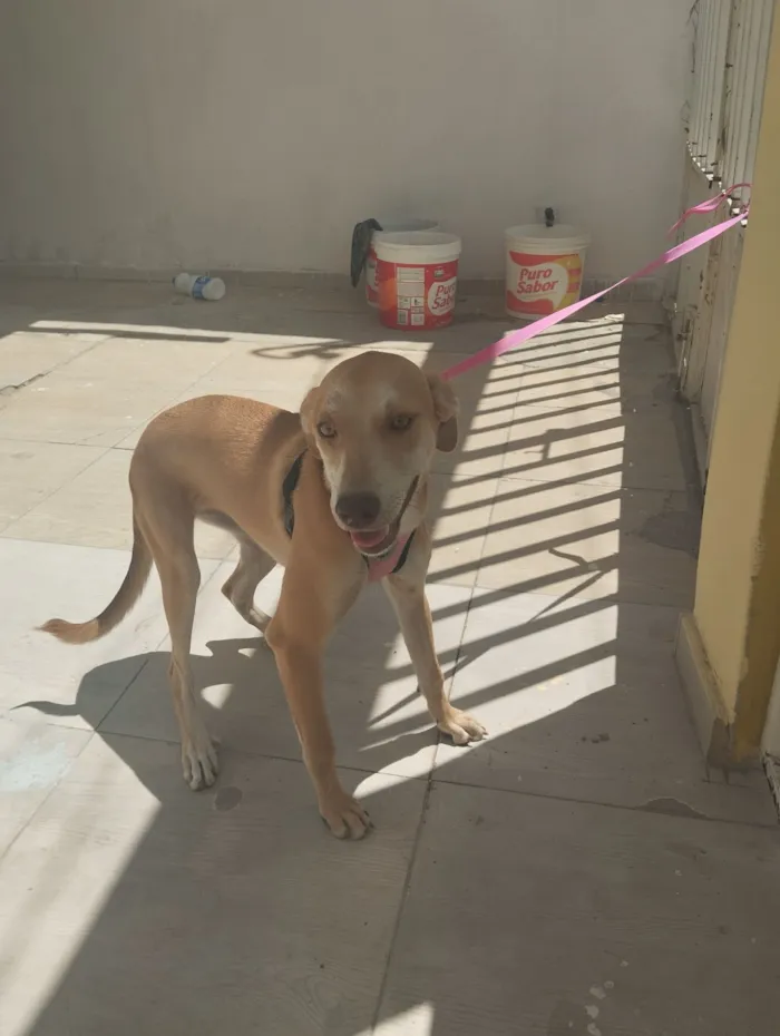Cachorro raça SRD-ViraLata idade 7 a 11 meses nome Liza
