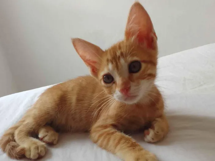 Gato raça SRD-ViraLata idade 2 a 6 meses nome Sem nome