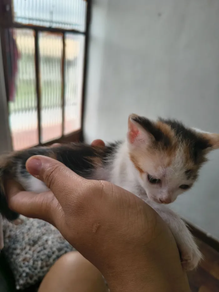 Gato raça Exótico idade Abaixo de 2 meses nome vênus e miojo