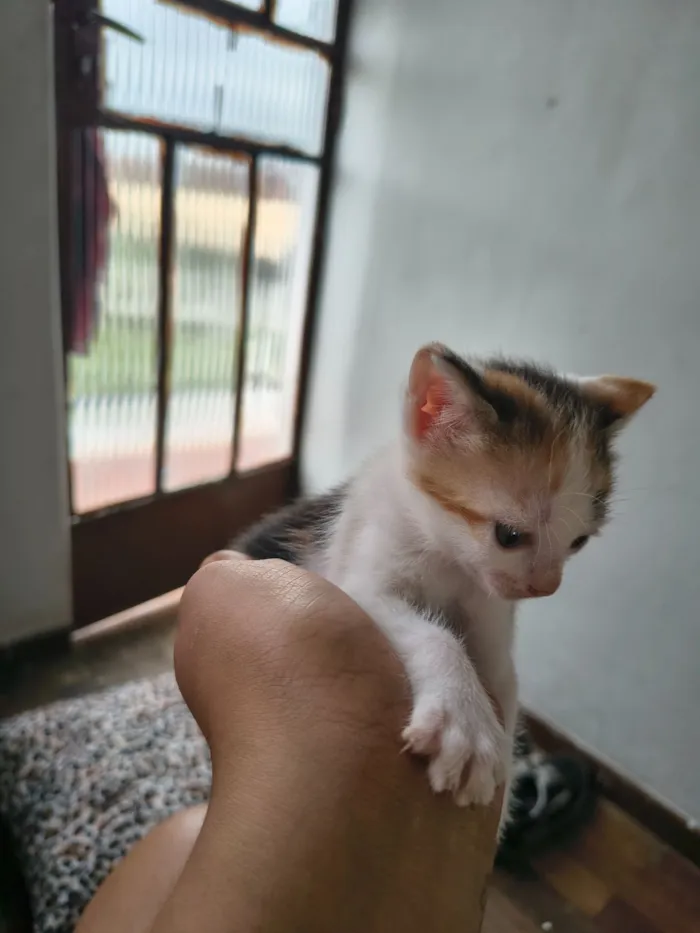 Gato raça Exótico idade Abaixo de 2 meses nome vênus e miojo