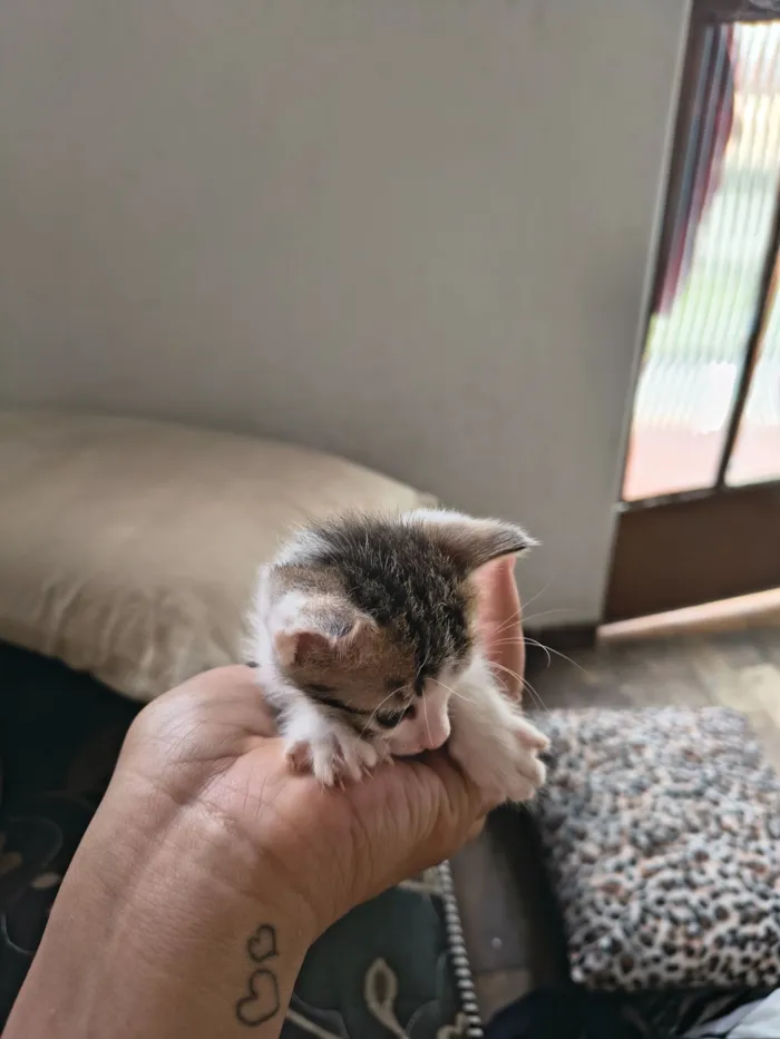 Gato raça Exótico idade Abaixo de 2 meses nome vênus e miojo