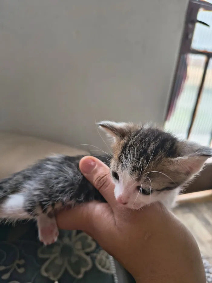 Gato raça Exótico idade Abaixo de 2 meses nome vênus e miojo