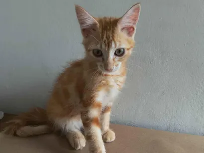 Gato raça Exótico idade 2 a 6 meses nome Lilith