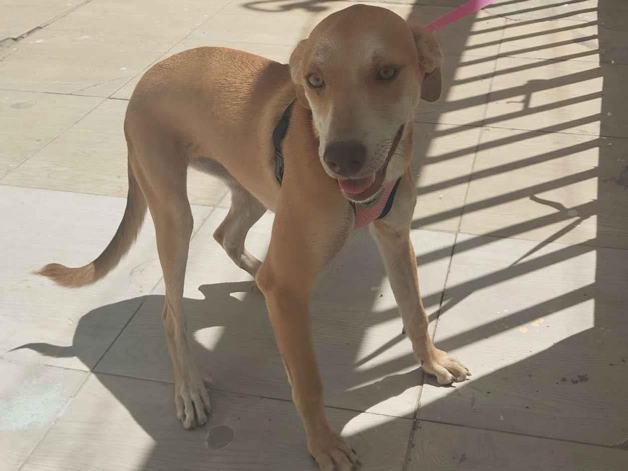 Cachorro raça SRD-ViraLata idade 7 a 11 meses nome Liza