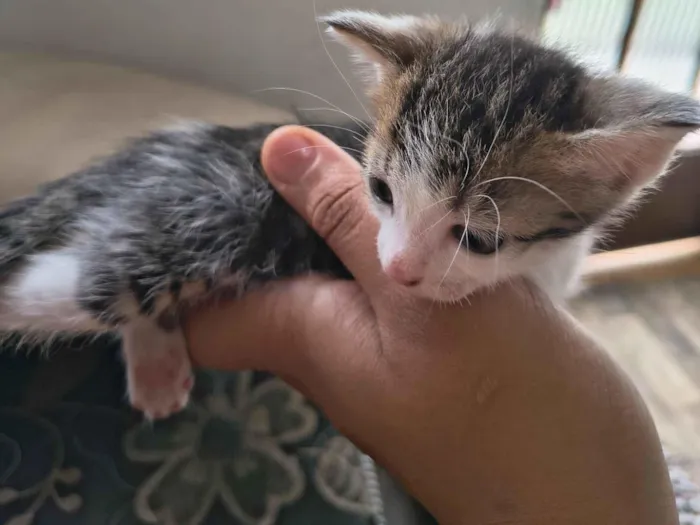 Gato raça Exótico idade Abaixo de 2 meses nome vênus e miojo