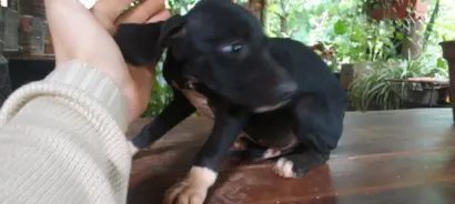 Cachorro raça Fila idade 2 a 6 meses nome Ainda nao tem 