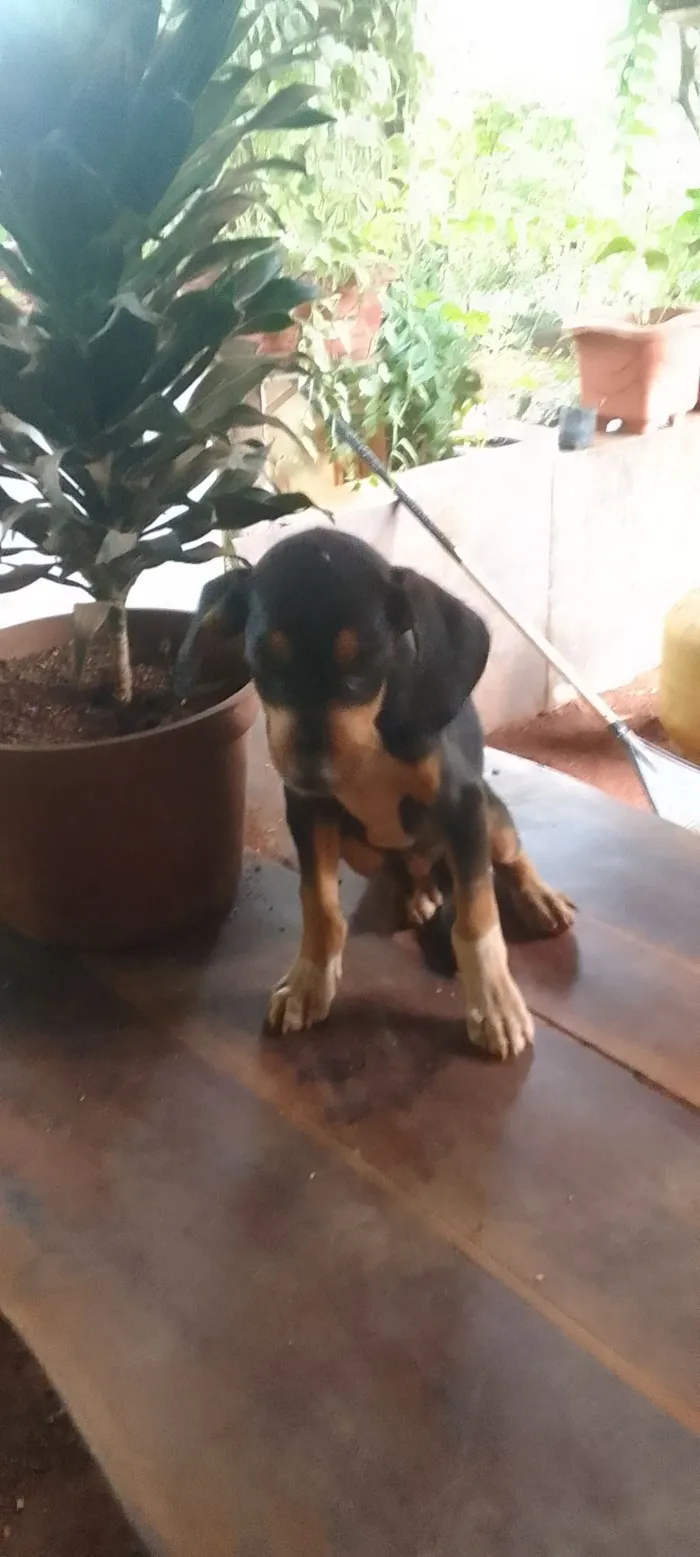 Cachorro raça Fila idade 2 a 6 meses nome Ainda nao tem 