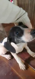 Cachorro raça Fila idade 2 a 6 meses nome Ainda nao tem 