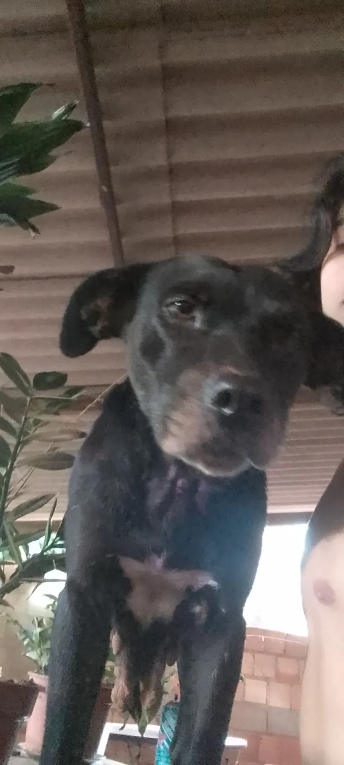 Cachorro raça Fila idade 2 a 6 meses nome Ainda nao tem 