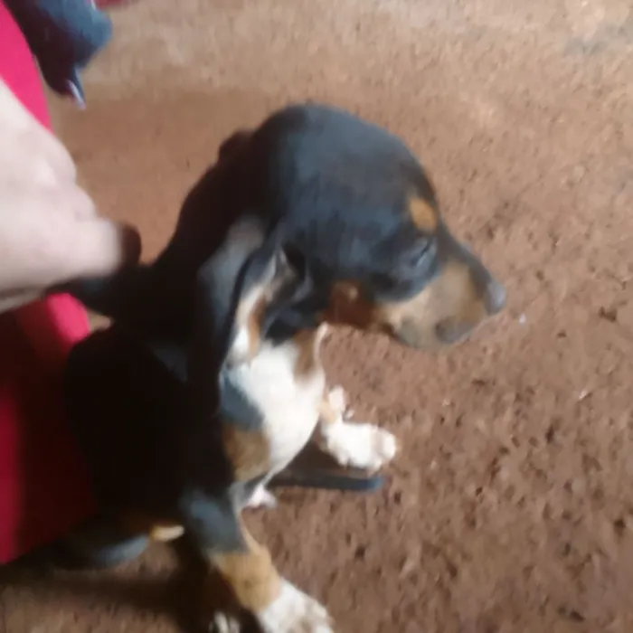 Cachorro raça Fila idade 2 a 6 meses nome Ainda nao tem 