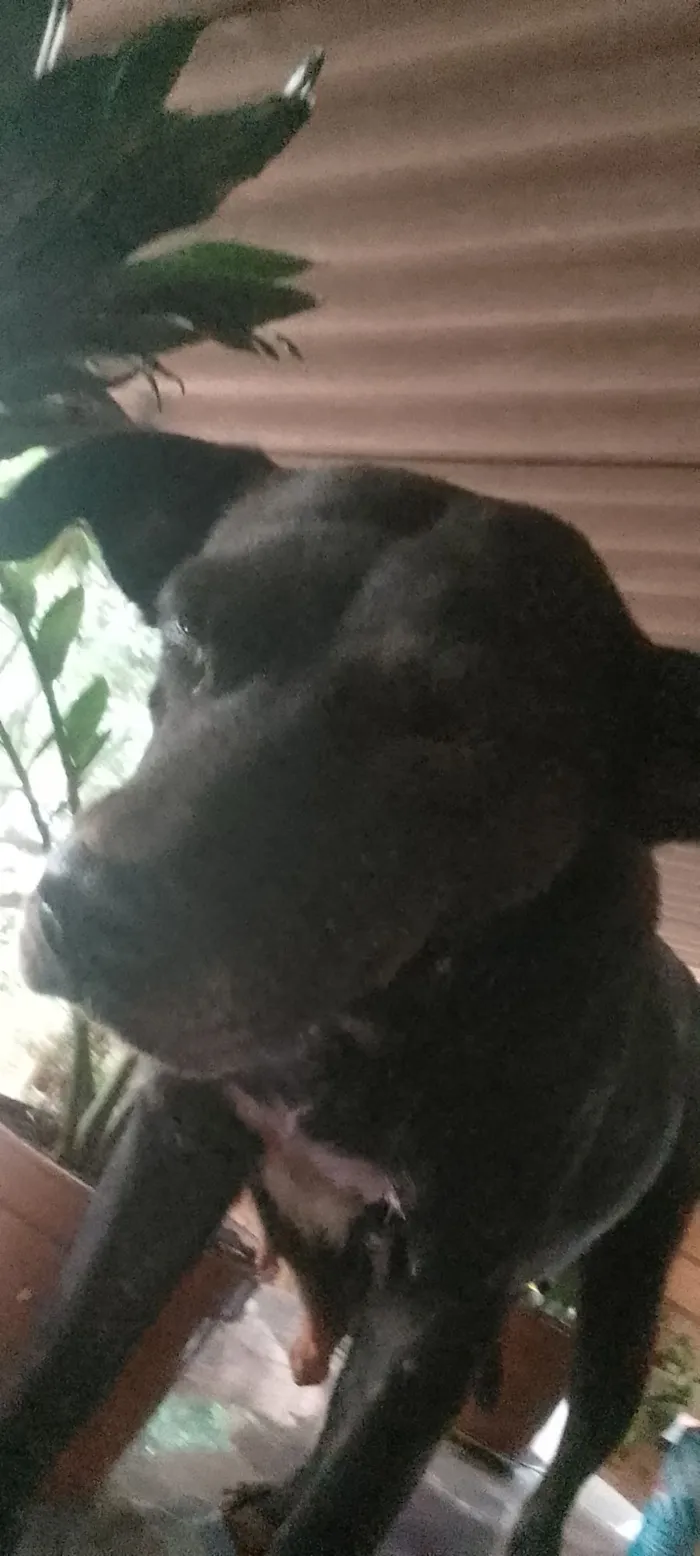 Cachorro raça Fila idade 2 a 6 meses nome Ainda nao tem 