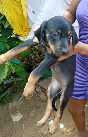 Cachorro raça Labrador idade Abaixo de 2 meses nome Mel