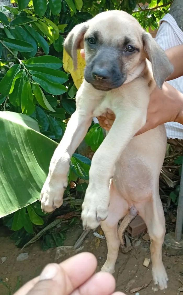 Cachorro raça Labrador idade Abaixo de 2 meses nome Mel