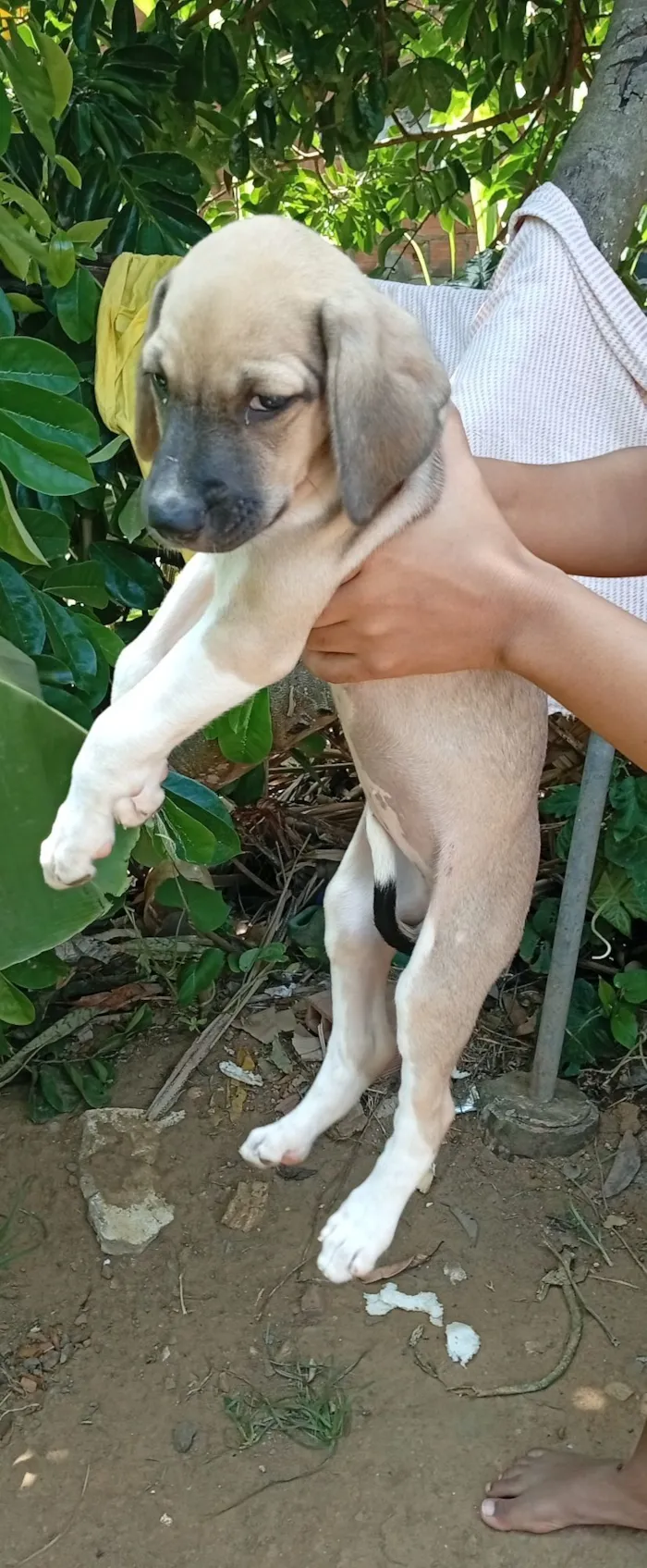 Cachorro raça Labrador idade Abaixo de 2 meses nome Mel