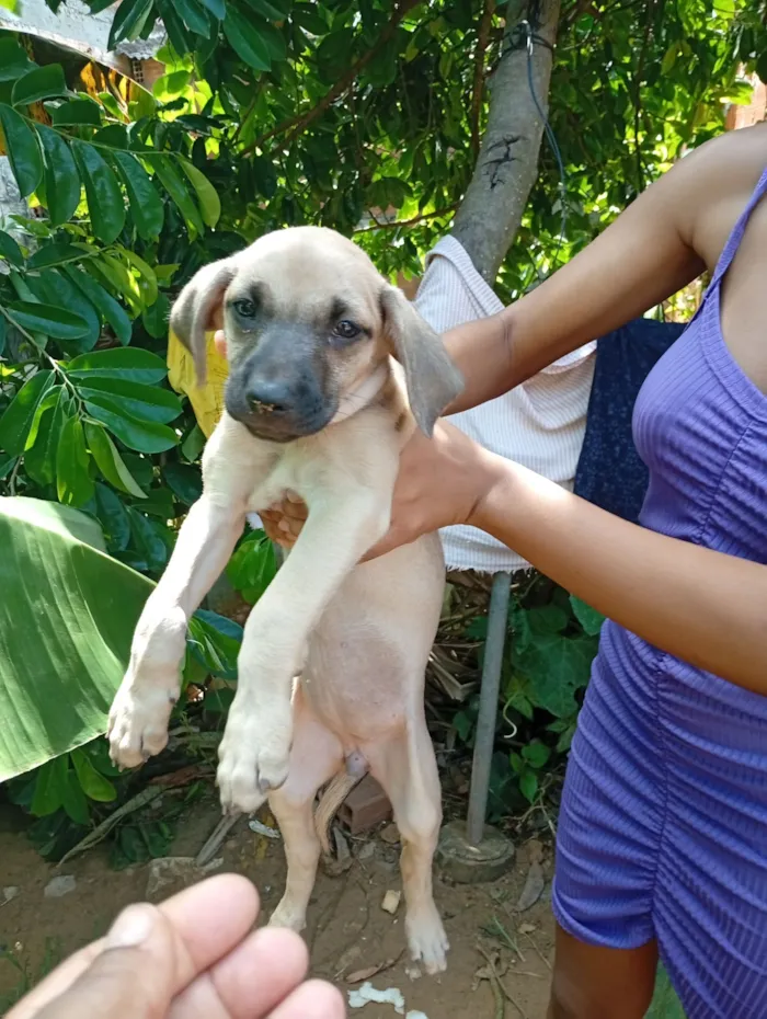 Cachorro raça Labrador idade Abaixo de 2 meses nome Mel