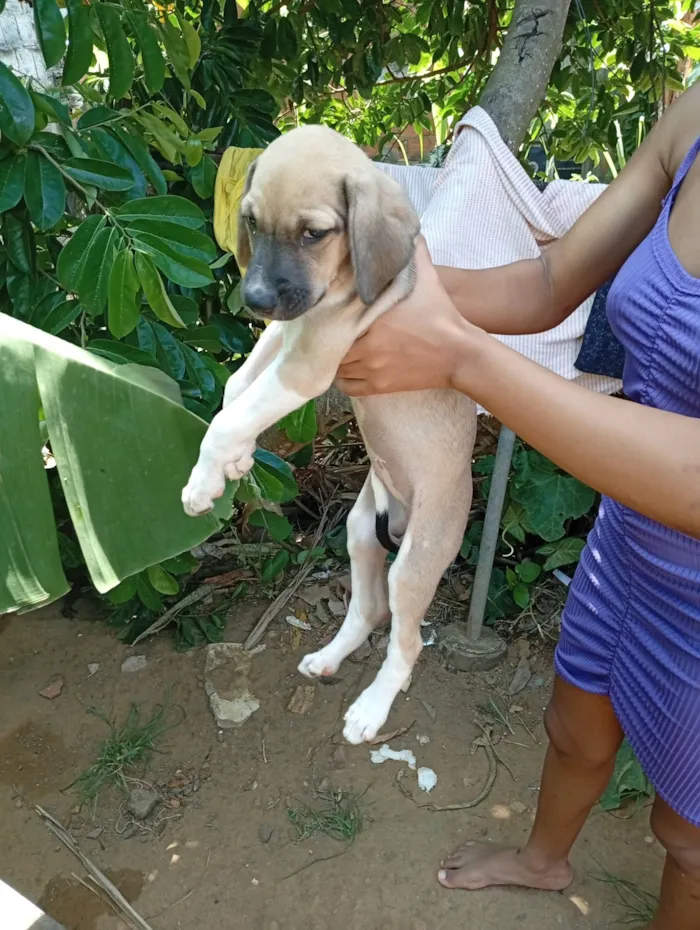 Cachorro raça Labrador idade Abaixo de 2 meses nome Mel