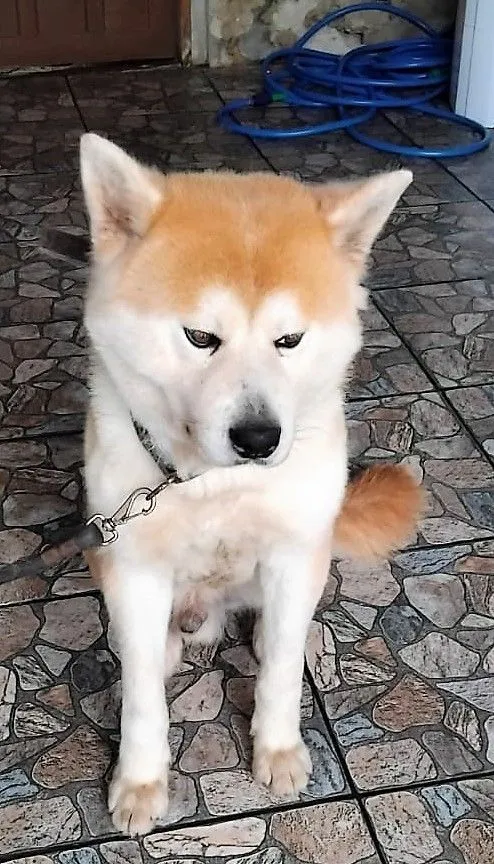 Cachorro raça SRD-ViraLata idade 2 anos nome Piter