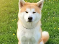 Cachorro raça SRD-ViraLata idade 2 anos nome Piter