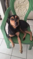 Cachorro raça SRD-ViraLata idade 2 anos nome Fred 