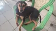 Cachorro raça SRD-ViraLata idade 2 anos nome Fred 