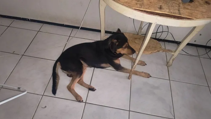 Cachorro raça SRD-ViraLata idade 2 anos nome Fred 