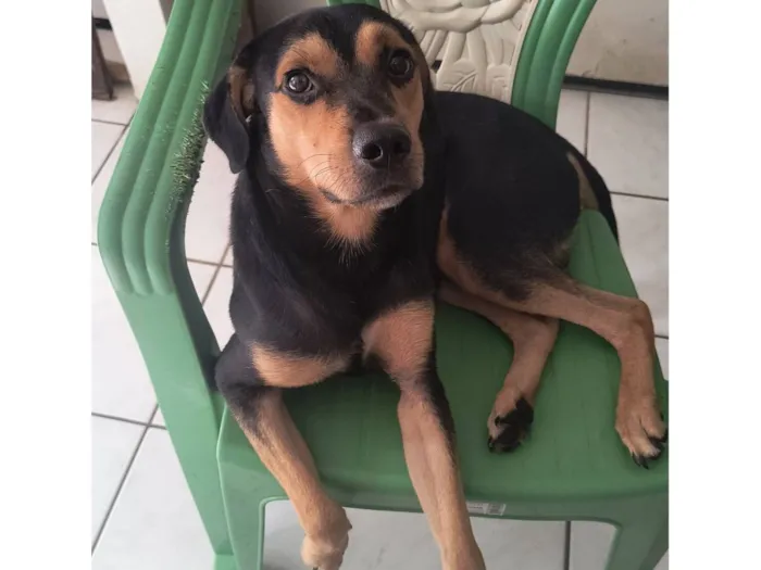 Cachorro raça SRD-ViraLata idade 2 anos nome Fred 