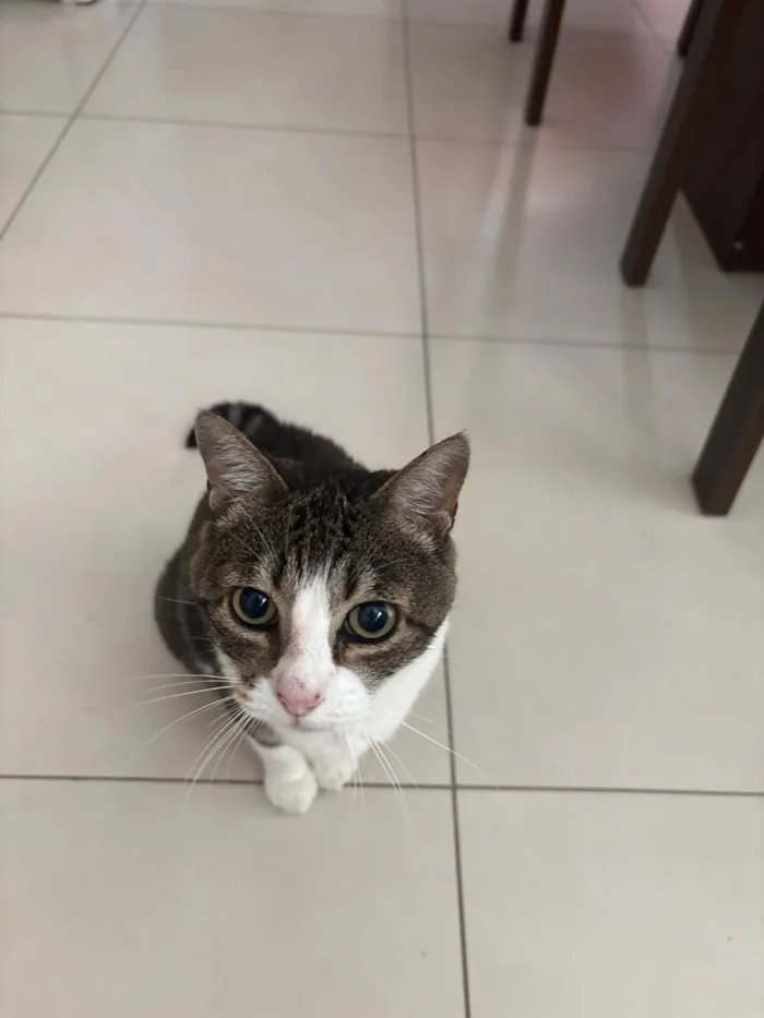 Gato raça SRD-ViraLata idade 6 ou mais anos nome Bolinha