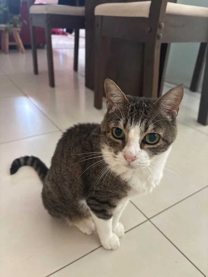 Gato raça SRD-ViraLata idade 6 ou mais anos nome Bolinha