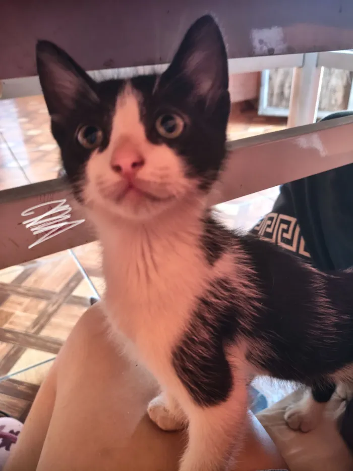 Gato raça SRD-ViraLata idade 2 a 6 meses nome Tico