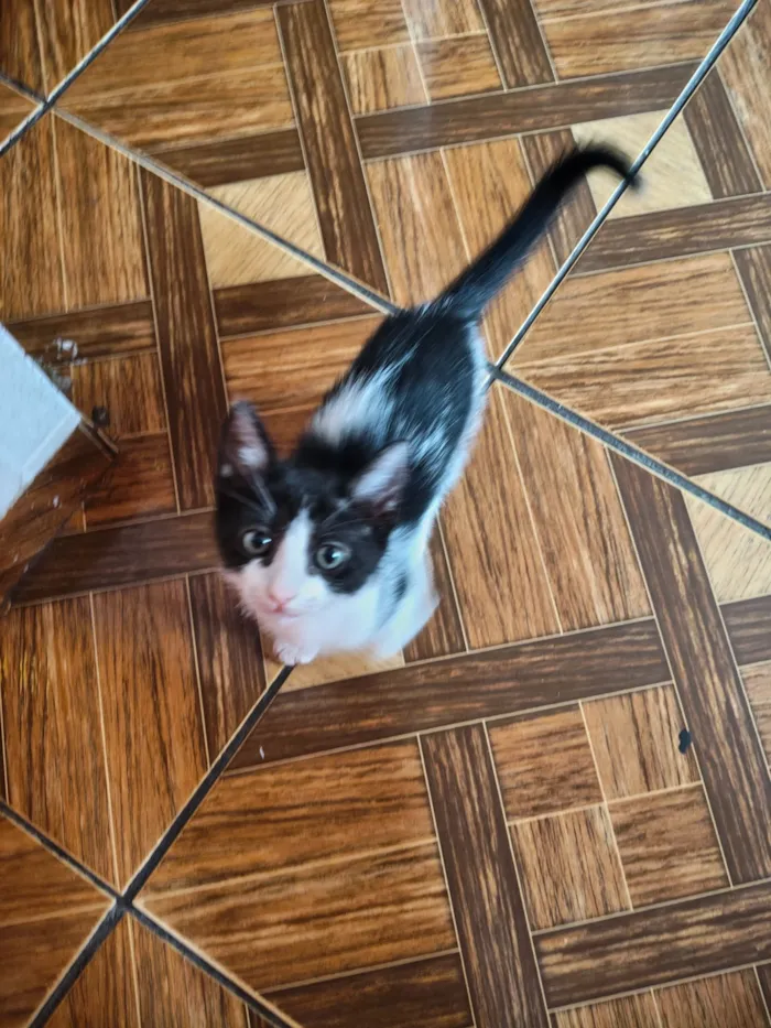 Gato raça SRD-ViraLata idade 2 a 6 meses nome Tico