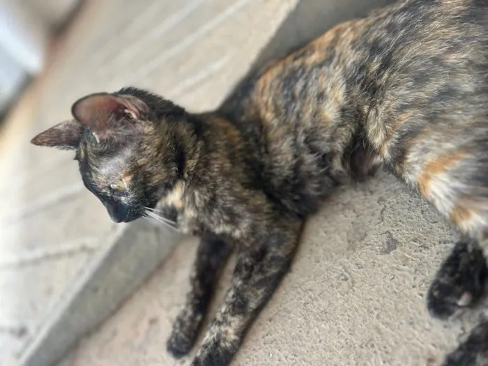 Gato raça SRD-ViraLata idade 7 a 11 meses nome Estrela