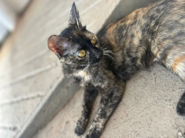 Gato raça SRD-ViraLata idade 7 a 11 meses nome Estrela