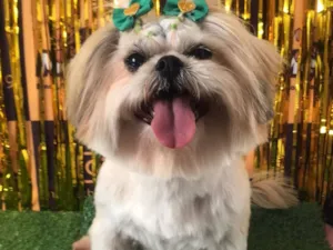 Cachorro raça Shitzu idade 4 anos nome Nina