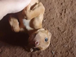 Cachorro raça Fila idade 2 a 6 meses nome Ainda nao tem 