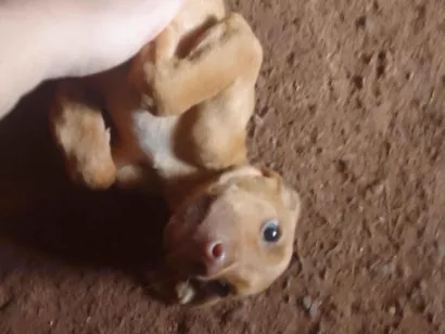 Cachorro raça Fila idade 2 a 6 meses nome Ainda nao tem 