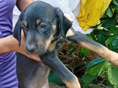 Cachorro raça Labrador idade Abaixo de 2 meses nome Mel