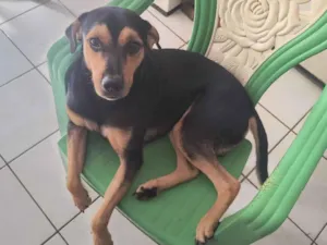 Cachorro raça SRD-ViraLata idade 2 anos nome Fred 