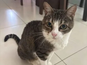 Gato raça SRD-ViraLata idade 6 ou mais anos nome Bolinha