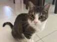 Gato raça SRD-ViraLata idade 6 ou mais anos nome Bolinha