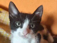 Gato raça SRD-ViraLata idade 2 a 6 meses nome Tico