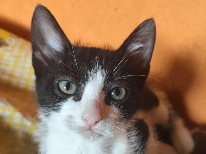 Gato raça SRD-ViraLata idade 2 a 6 meses nome Tico